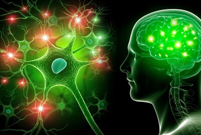 digital image of the brain and nerve endings. 